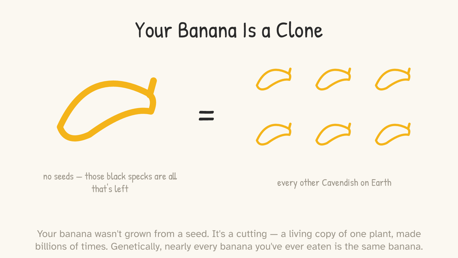 A single banana labelled “no seeds — those black specks are all that's left,” beside an “=” and a grid of six identical bananas labelled “every other Cavendish on Earth.”