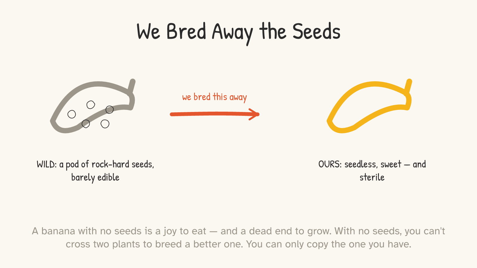 A grey, seed-filled wild banana (“WILD: a pod of rock-hard seeds, barely edible”) and an arrow reading “we bred this away” pointing to a clean yellow banana (“OURS: seedless, sweet — and sterile”).
