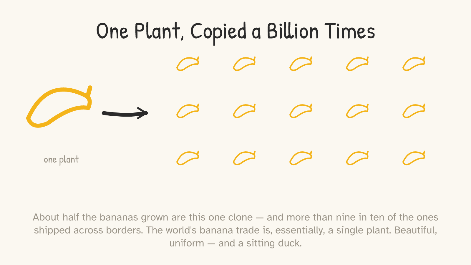 One banana with an arrow pointing to a five-by-three grid of fifteen identical bananas, labelled “one plant.”