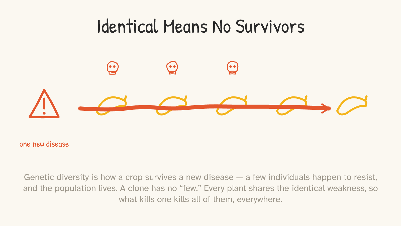 A warning sign labelled “one new disease” and a red arrow sweeping through a row of identical bananas; the first three have red skulls above them.