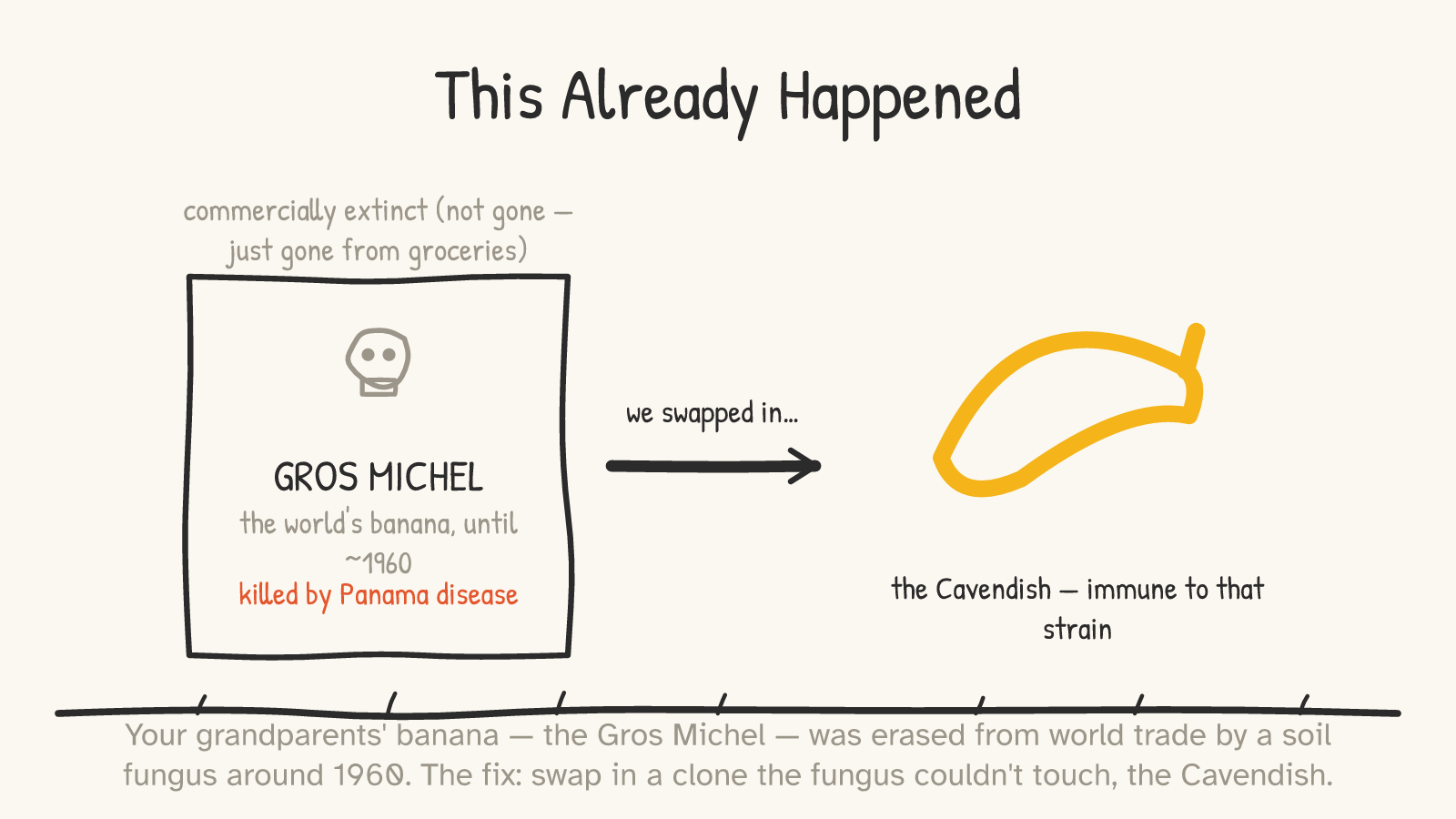 A headstone reading “GROS MICHEL — the world's banana, until ~1960 — killed by Panama disease,” noted “commercially extinct (not gone — just gone from groceries),” and an arrow (“we swapped in…”) to a yellow Cavendish (“immune to that strain”).