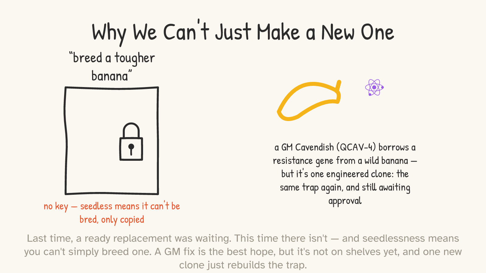 A locked door labelled “breed a tougher banana” with a padlock (“no key — seedless means it can't be bred, only copied”); beside it a banana with a gene icon, captioned “a GM Cavendish (QCAV-4) borrows a resistance gene from a wild banana — but it's one engineered clone: the same trap again, and still awaiting approval.”