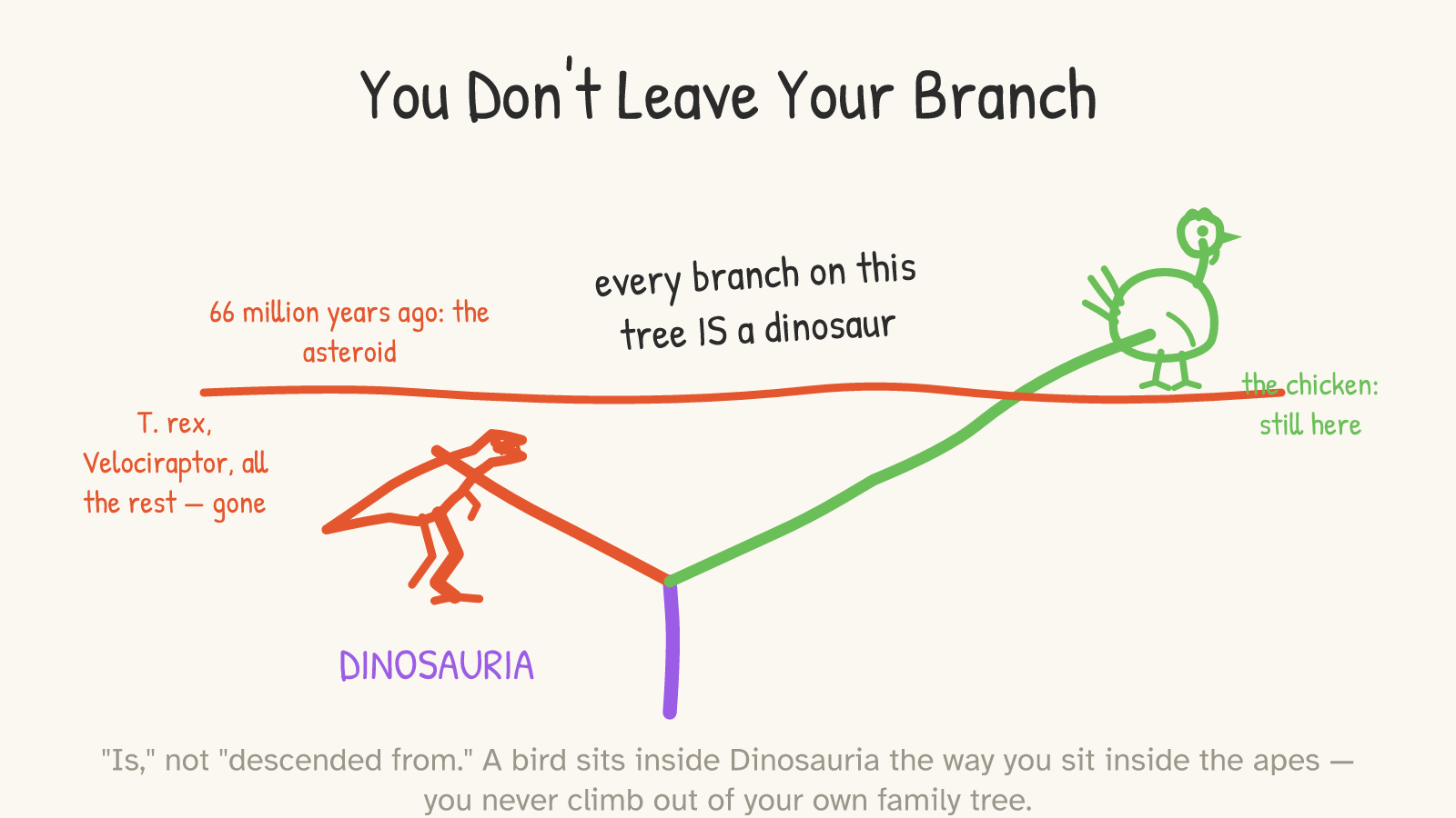 Panel: a phylogenetic tree with a purple DINOSAURIA trunk; a red branch ends at a T. rex below a red 'asteroid' line and is labeled 'T. rex, Velociraptor, all the rest — gone'; a green branch crosses the line and rises to a living chicken labeled 'the chicken: still here', under the note 'every branch on this tree IS a dinosaur'