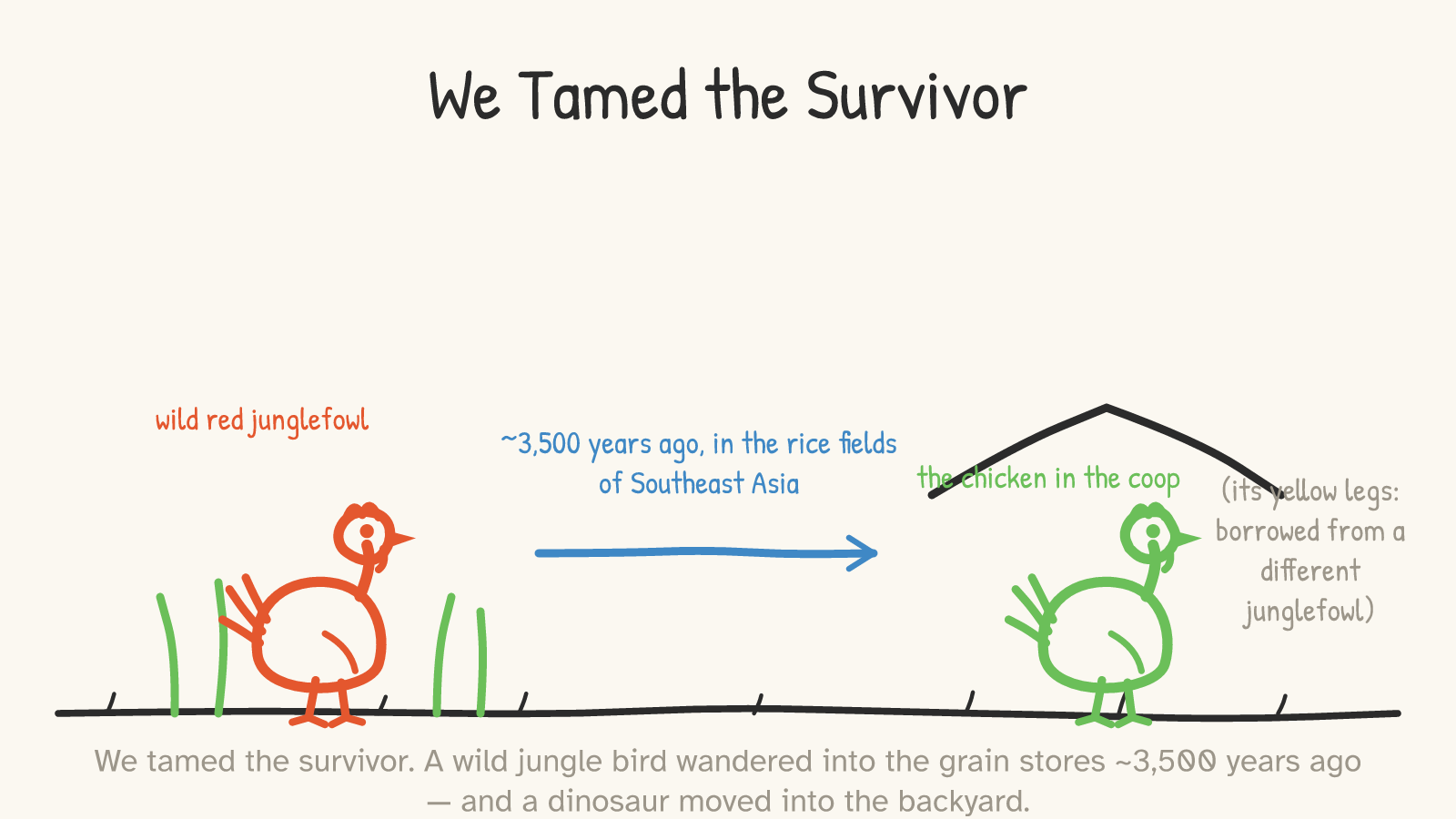 Panel: a red wild red junglefowl in tall grass on the left; a blue arrow labeled '~3,500 years ago, in the rice fields of Southeast Asia' points right to a green domestic chicken under a coop roof, with a note '(its yellow legs: borrowed from a different junglefowl)'