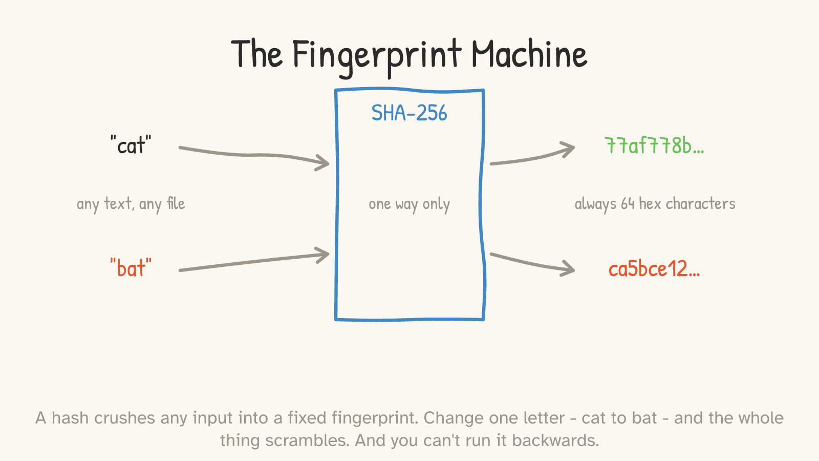 A box labelled SHA-256 takes “cat” and “bat” as inputs and emits “77af778b…” and “ca5bce12…”; notes read “any text, any file,” “one way only,” “always 64 hex characters.”